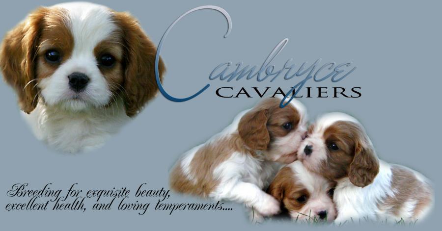 Cambryce Cavalier King Charles Spaniels, breeders of puppies and dogs in Tucson Arizona