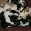 Ella's 1st litter of puppies!
