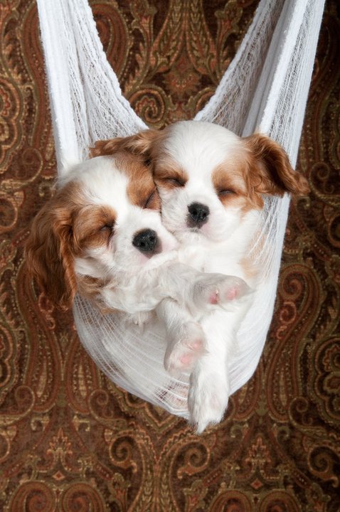 Cambryce Cavalier King Charles Spaniel Puppies